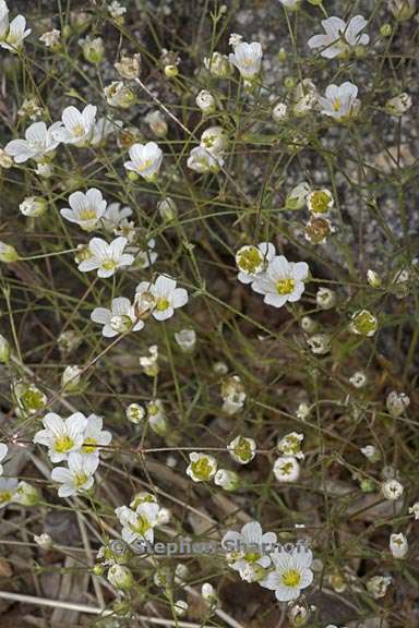 sabulina douglasii 1 graphic